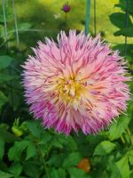 Public garden Halifax (15)