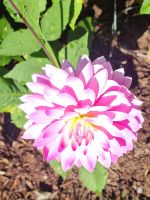 Public garden Halifax (16)