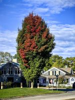 Die erste Laubfärbung ist schon da, Ontario