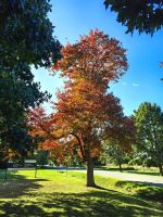 Indian Summer in Kanada