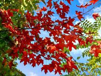 Indian Summer in Kanada