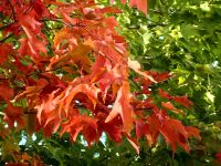 Typisch Indian Summer, die intensive Blattfärbung