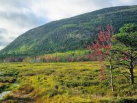 Im Acadia NP (11)