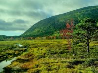 Im Acadia NP (15)