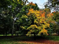 Indian Summer im Park von Ottawa