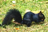 Eichhörnchen beim Wintervorrat sammeln