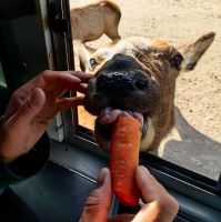 Wapitiweibchen nascht die von uns mitgebrachten Möhren, Omega Nationalpark