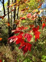 Indian Summer am Omega Park