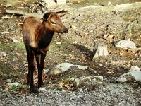Junges Wapitimädchen hofft auf Möhren
