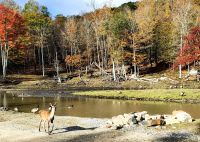Rothirschdame im Omega Park