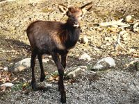 Wapitijunges im Omegapark