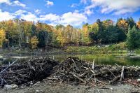 Hier hat ein Biber einen Bau und einen großen Wall angelegt, Omegapark
