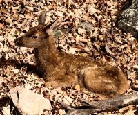 Rothirschkälbchen im Omegapark