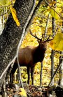 Wapitihirsch im Wald des Omegaparks
