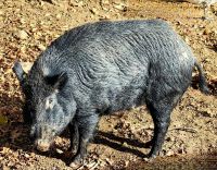 Wildschwein, Omegapark