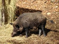 Wildschwein
