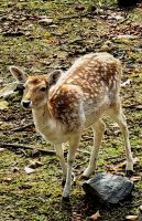 Damhirschweibchen, Omegapark