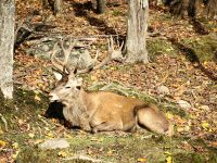 Berberhirsch, Unterart des Rothirsches im Omega Park