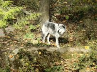 Ein Wolf im Omega Park