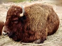 Bison in Mittagsschlafhaltung, Omega Park