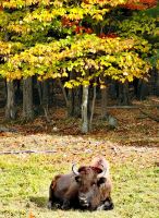 Bison beim Entspannen im Omegapark