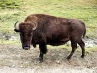Bison