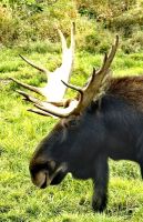 Ein Elch beäugt uns im Omegapark