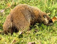 Murmeltier im Omegapark