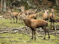 Wir werden röhrend begrüßt vom Hirsch