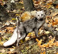 Polarfuchs im Omegapark