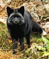 Silberfuchs im Omegapark