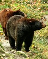 Da gibt es bestimmt Honig, Bären im Omegapark