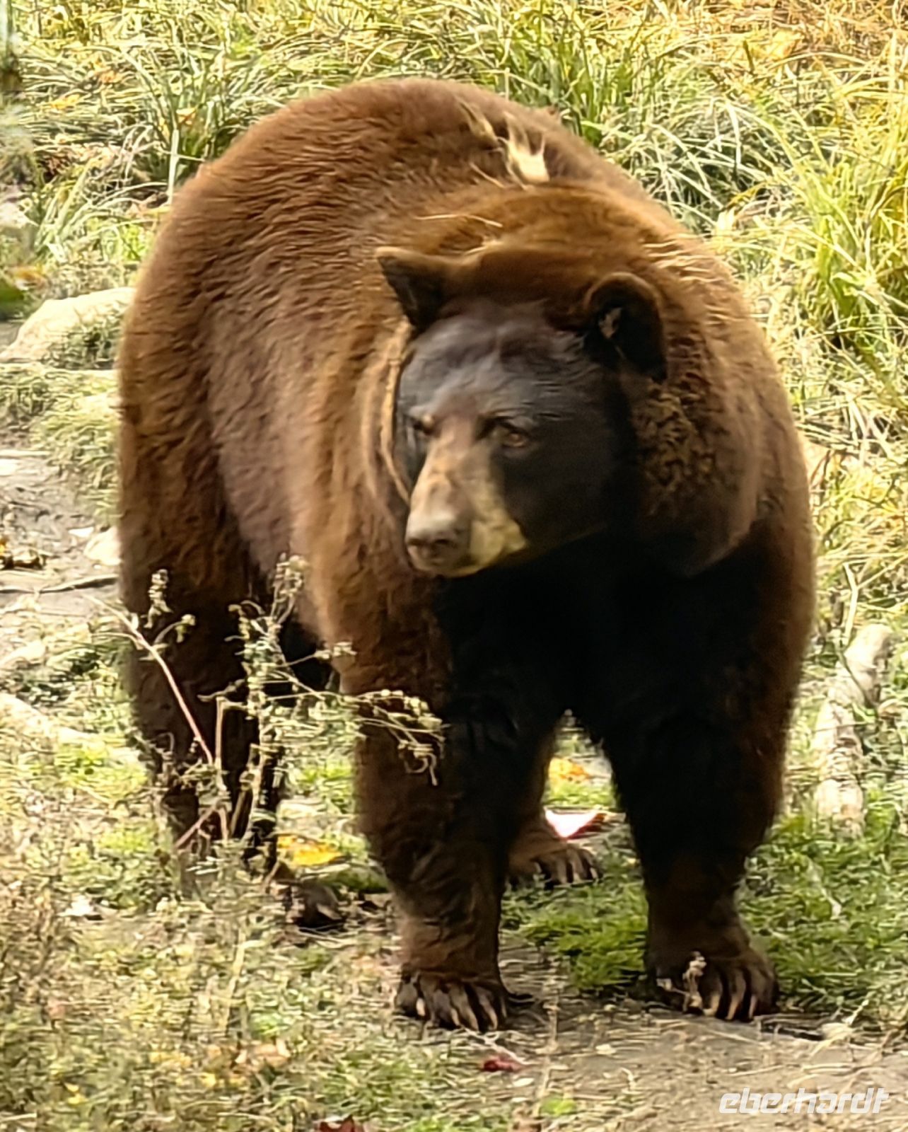 Braunbär im Omega Park