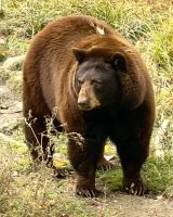 Braunbär im Omega Park