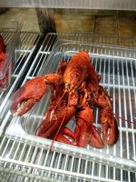 Die Gegend ist bekannt für die ausgezeichnete Hummerqualität