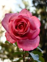 Wunderschöne Rose im Park in Halifax