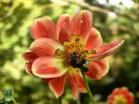 Dahlie in Halifax mit sturmgepeitschter Biene