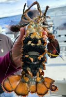 Die Hummerdame steht kurz vor dem Laichen