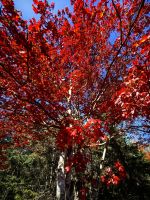 Die Bäume erstrahlen in allen erdenklichen Herbstfarben