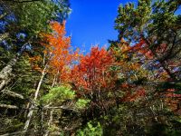 Indian Summer im Acadia Nationalpark