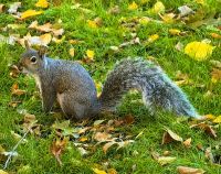In Boston gibt's helle Eichhörnchen