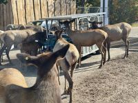 Ost-Kanada zum Indian Summer - Omega Wildpark 