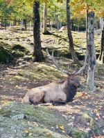 Ost-Kanada zum Indian Summer - Omega Wildpark 