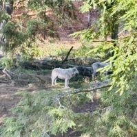 Ost-Kanada zum Indian Summer - Omega Wildpark 