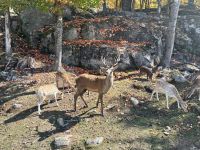 Ost-Kanada zum Indian Summer - Omega Wildpark 