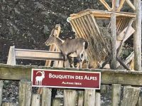 Ost-Kanada zum Indian Summer - Omega Wildpark 