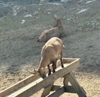 Ost-Kanada zum Indian Summer - Omega Wildpark 