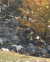 Ost-Kanada zum Indian Summer - Omega Wildpark 