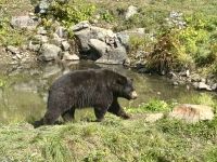 Ost-Kanada zum Indian Summer - Omega Wildpark 