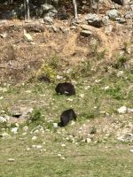 Ost-Kanada zum Indian Summer - Omega Wildpark 